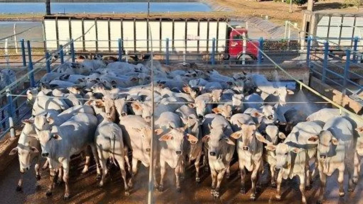 Novilhas de 15 7 impressionam em Marcelândia MT Giro do Boi