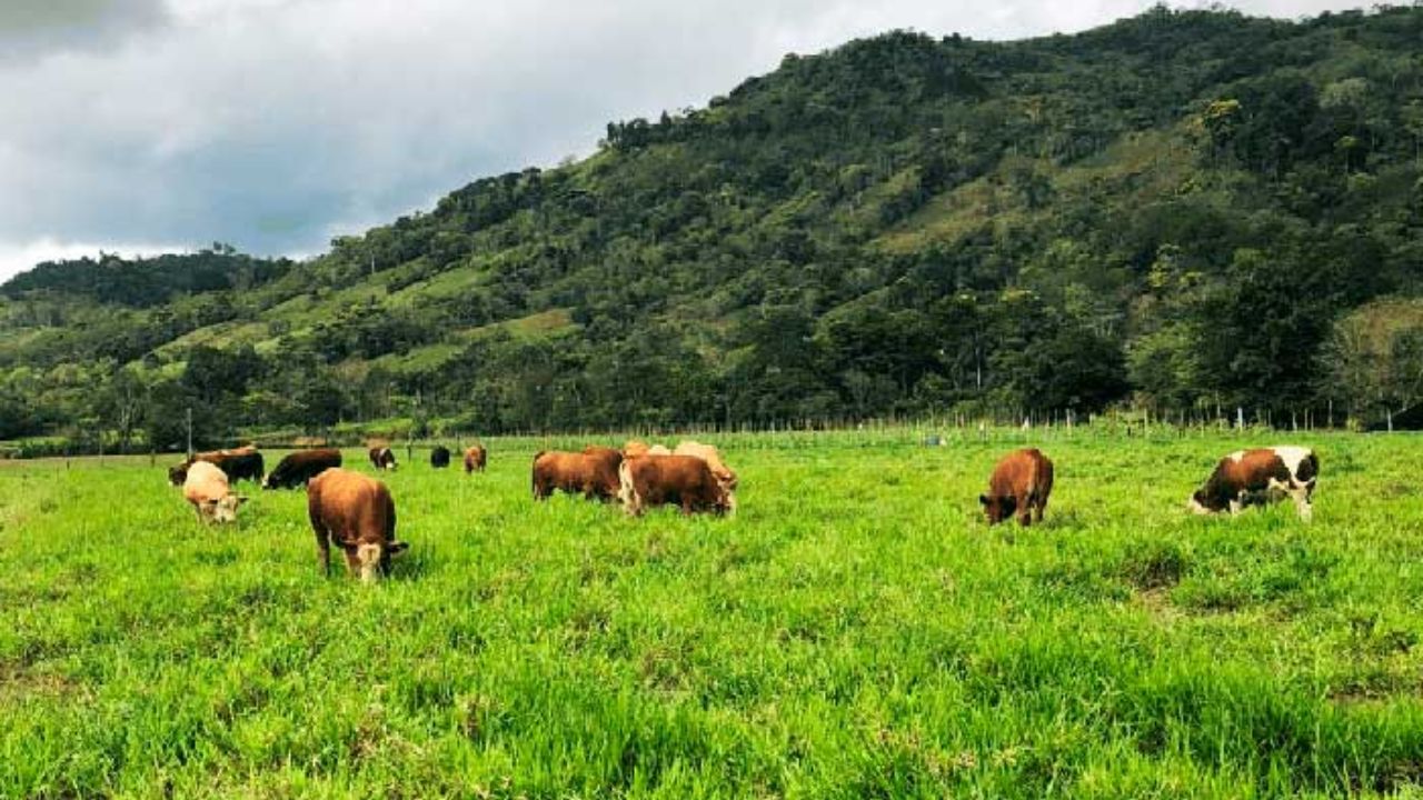 Pastagem potente: 6 híbridos prometem turbinar a engorda do seu gado