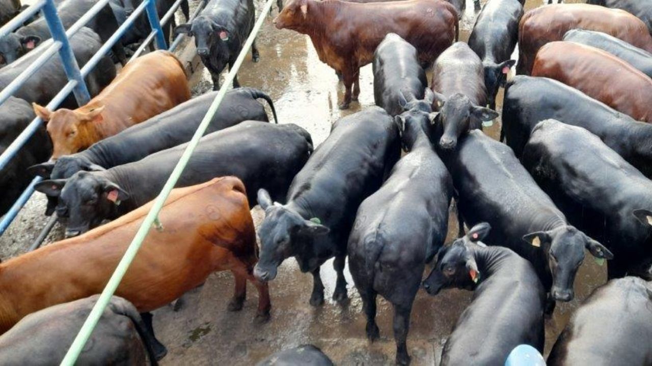 Novilhada Brangus com peso de boi faz show de carne premium em Mato Grosso