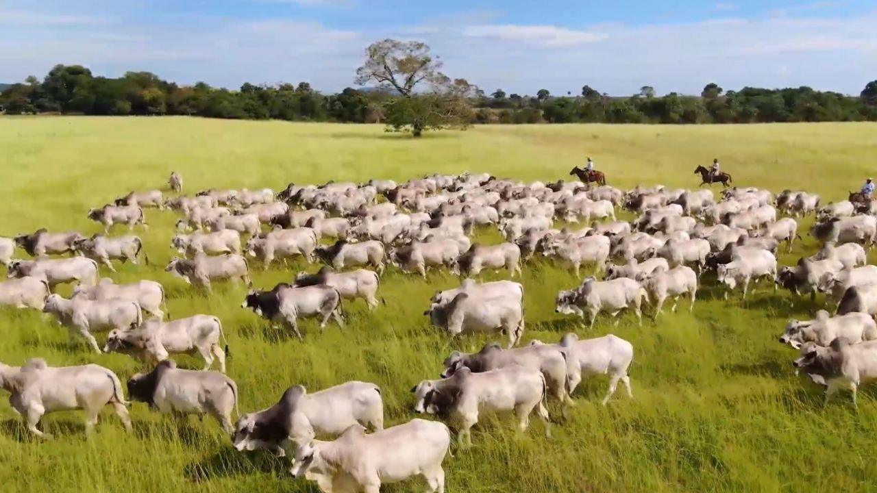 Bráulio Ferreira Neto: pecuarista eficiente deve ter estes “três dinheiros”. Confira quais são