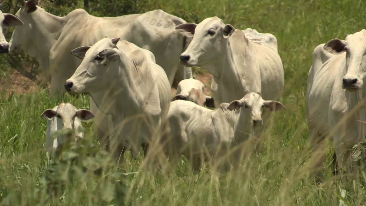 Vaca com jeito de touro! Saiba como reduzir este comportamento no rebanho