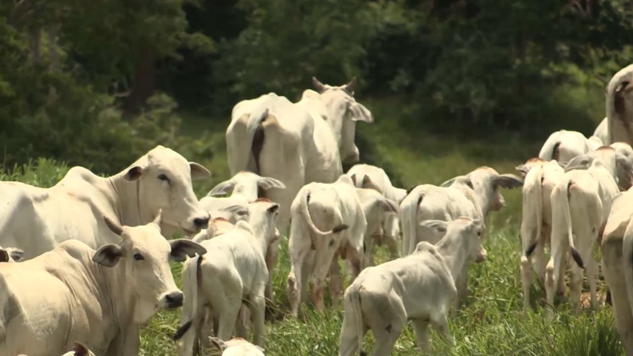 Cria: saiba como dobrar a lotação da fazenda sem gastar uma fortuna