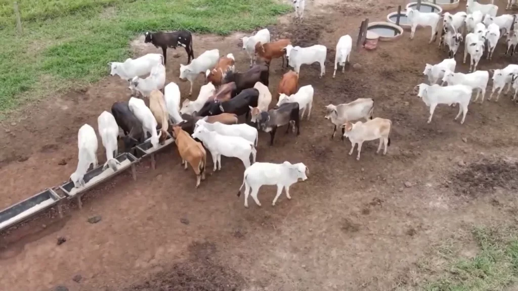 Sal proteinado: qual a melhor fórmula para o gado leiteiro?