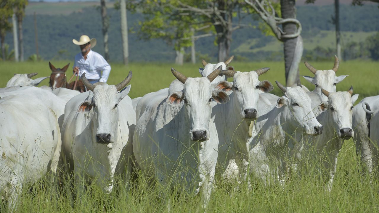 Vacas em área de pasto. Foto: Reprodução