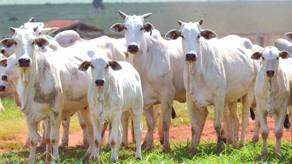 Detalhe de lote de bovinos. Foto: Reprodução