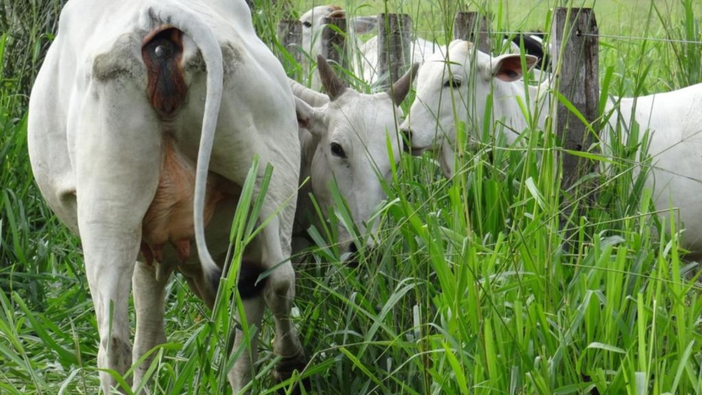 Vaca com o bezerro em área de pasto. Foto: Divulgação