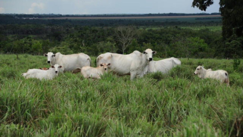 Lote de vacas com bezeros ao pé. Foto: Divulgação