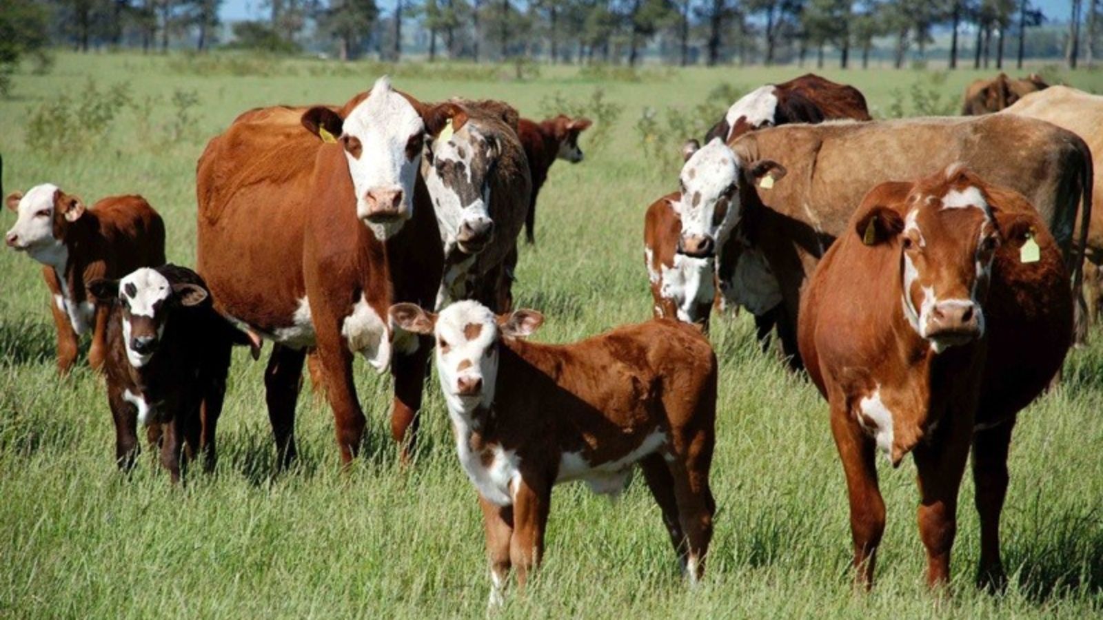 Vaca cheia ou não? Qual o melhor método de identificação de uma prenhez?