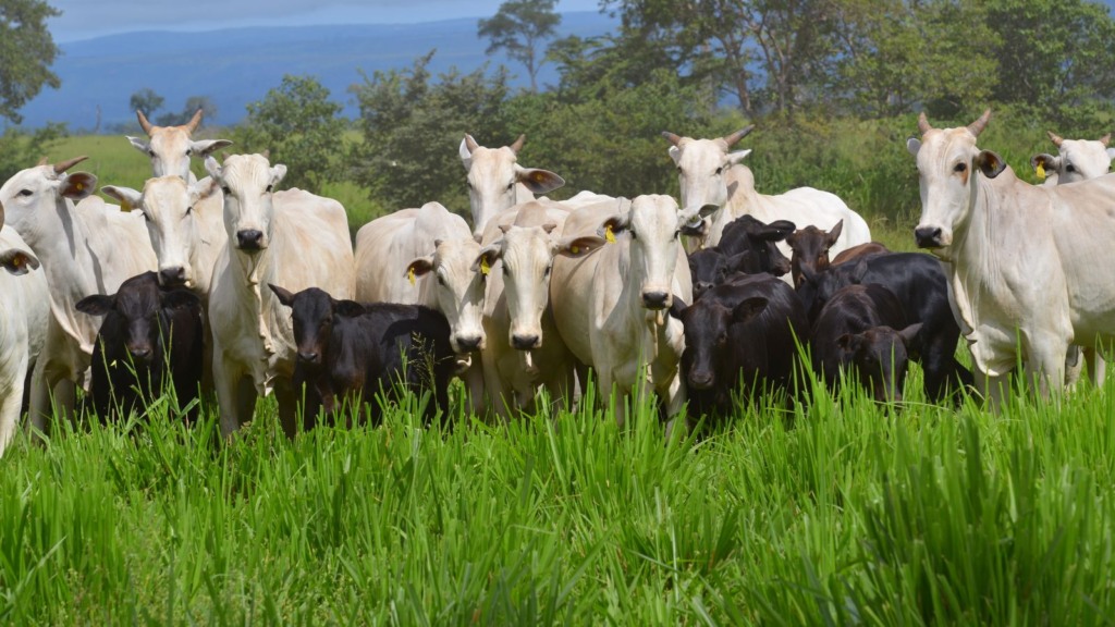 Lote de vacas com bezerros F1 Angus em área de pasto. Foto: JMMatos