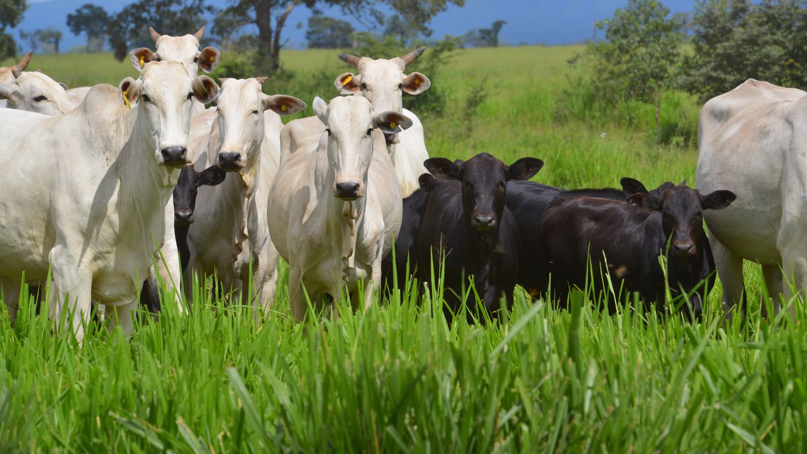 Brasil recupera 20% de áreas degradadas de pasto, revela pesquisa da Embrapa