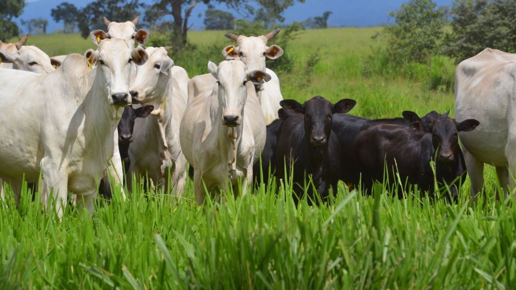 Vacas Nelore com bezeros ao pé com genética Angus. Foto: JMMatos