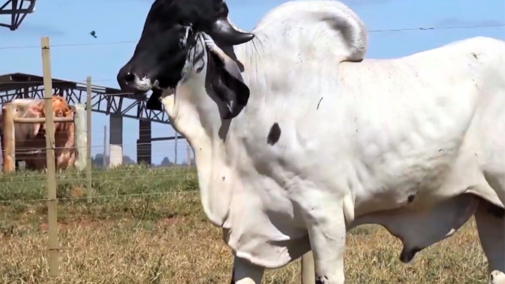 Cruzamento entre mestiço Anelorado com Gir leiteiro provado, daria boas vacas de leite?