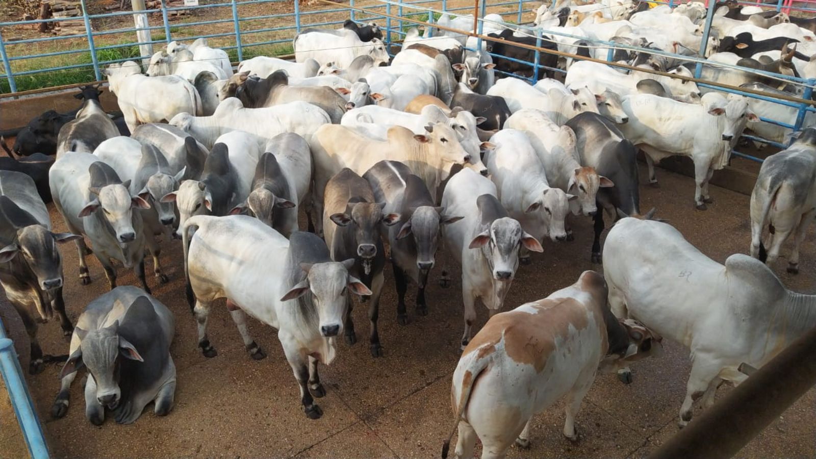 Super lote de bois confinados de até 4 dentes ultrapassa 20@ em MT