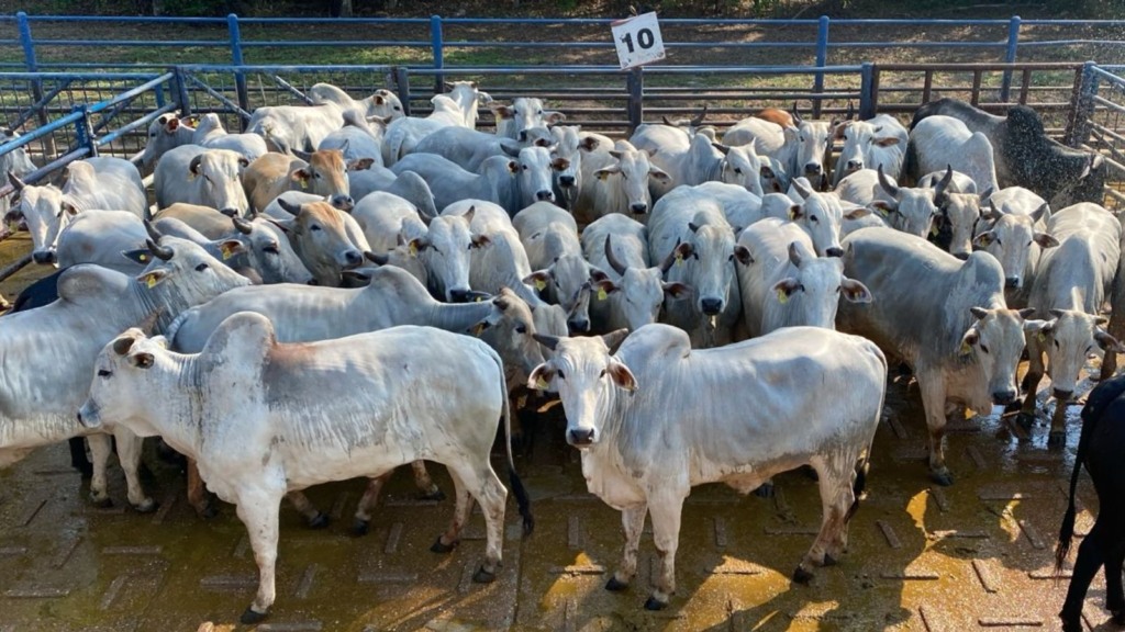 Detalhe do lote de bovinos castrados. Foto: Divulgação