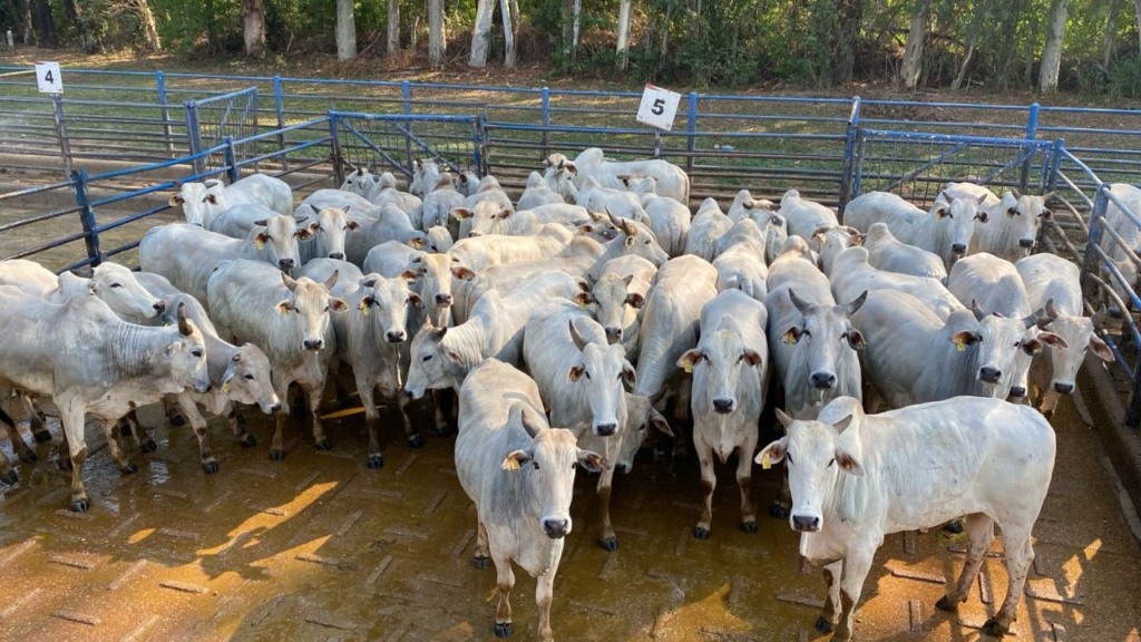 Pantanal dá show com boiada castrada e com selo sustentável