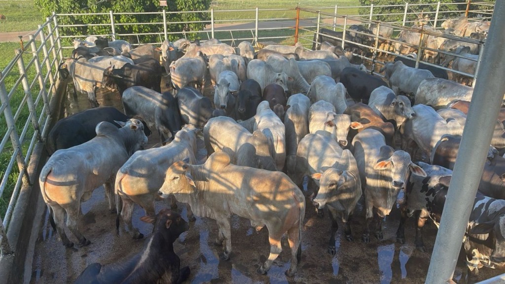 Fazenda Modelo faz jus ao nome e termina boiada jovem de quase 19@ no TO