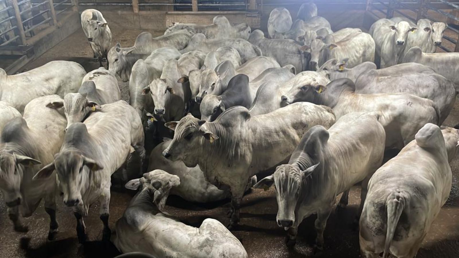 Mais de 3 mil bovinos! Barra do Garças estabelece novo recorde no Circuito Nelore