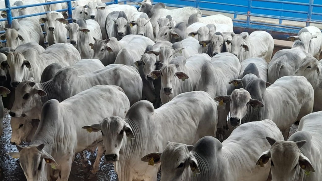 Lote de bovinos levados para o abate. Foto: Divulgação