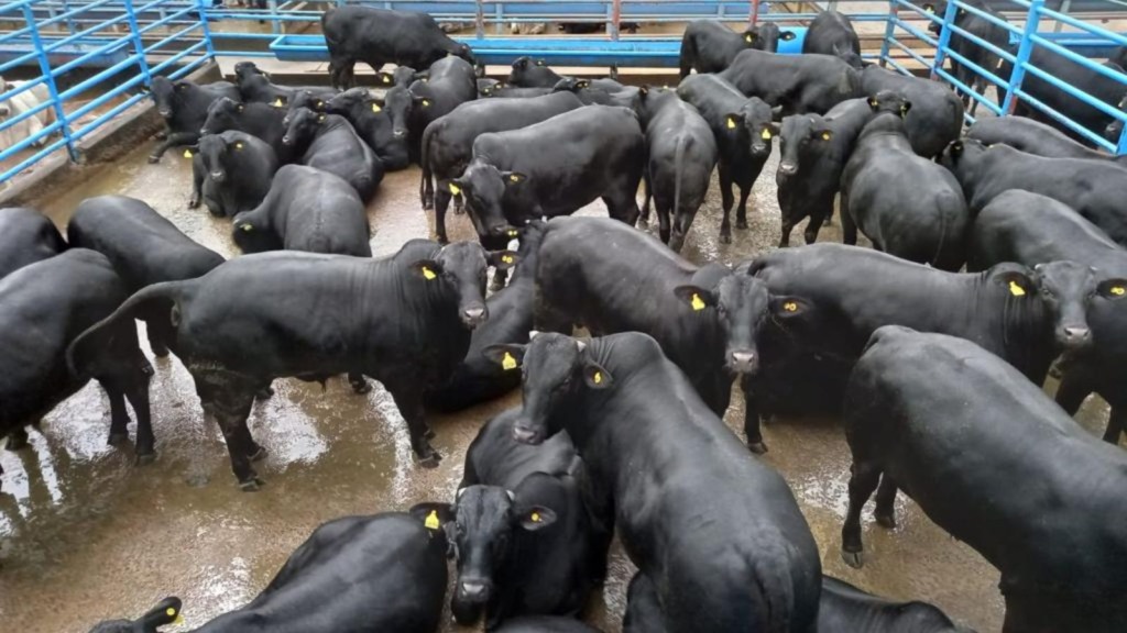 É boiada top zero dentes! Gadão Angus garfa bônus de quase R$ 170 por cabeça em MS