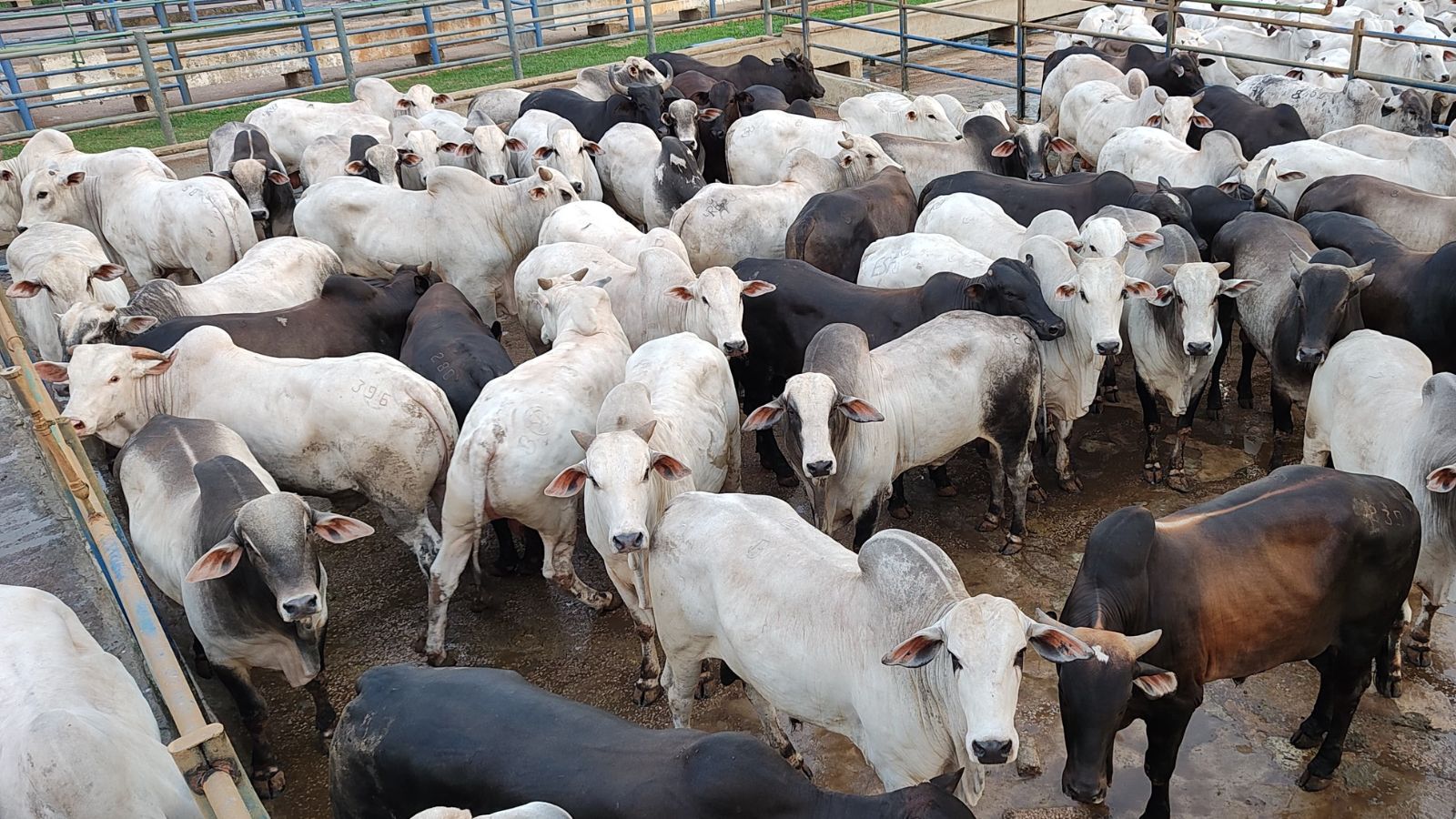 Boi capão e suplementado a pasto! Conheça os pecuaristas cabeceiras do Acre