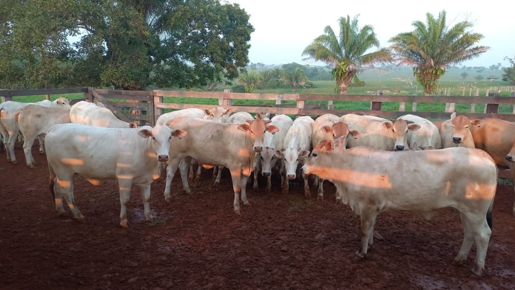 Novilhada meio-sangue Senepol e Nelore dá espetáculo em Rondônia