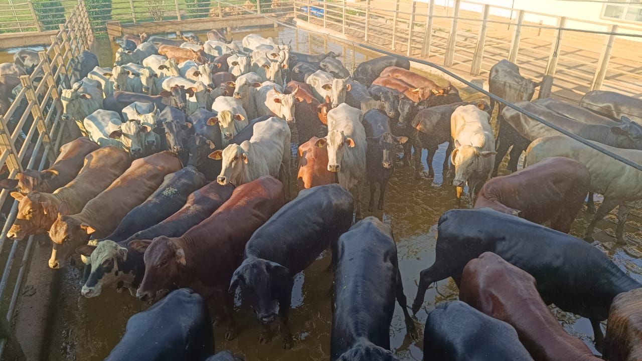 Fazenda no Pará volta da abater bois com auxílio dos Escritórios Verdes