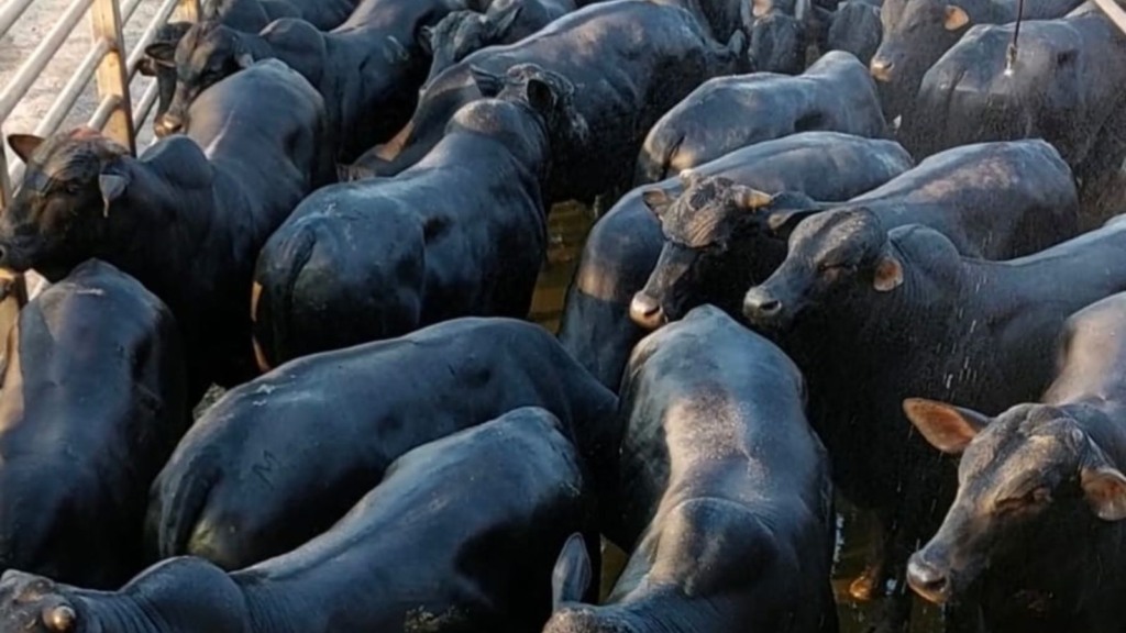 Lote de bovinos com genética Angus terminados por Daniel Gadotti. Foto: Divulgação