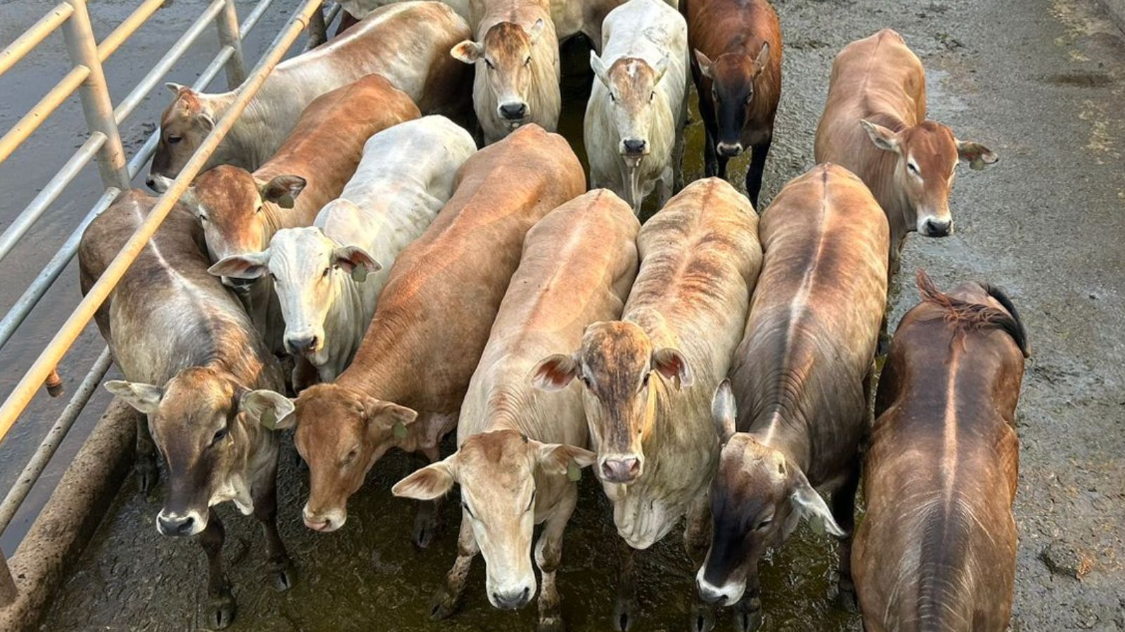 “Salada de frutas de raças de qualidade!” Novilhas Rubia Gallega, Senepol e Angus chegam a quase 17@