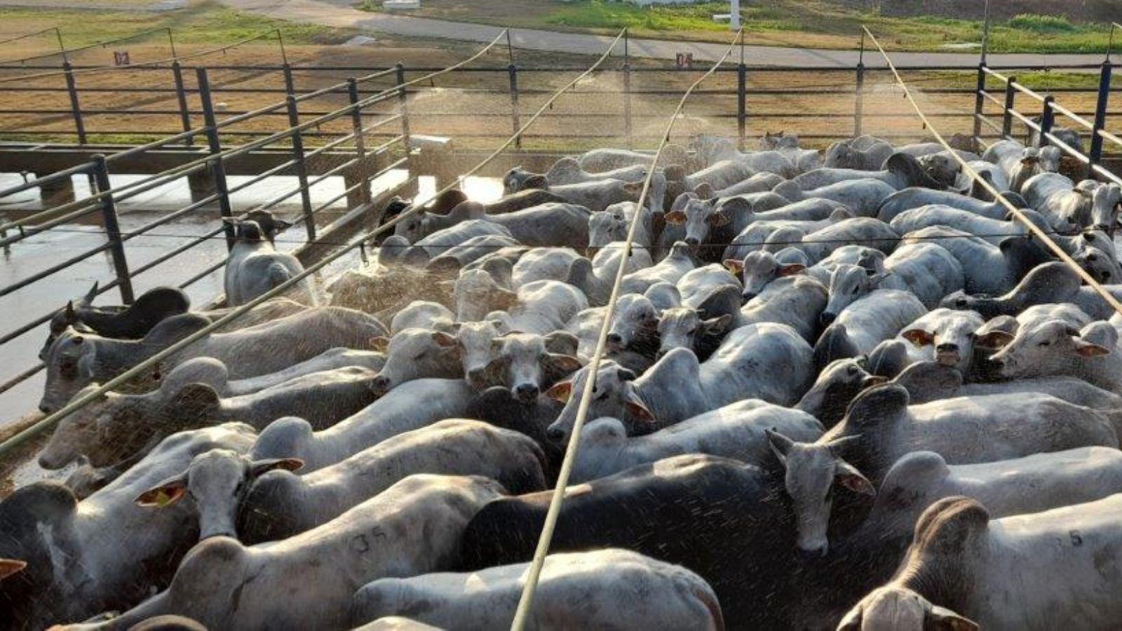 Pecuarista colhe três safras: soja, milho e boiada de quase 22@ em MT