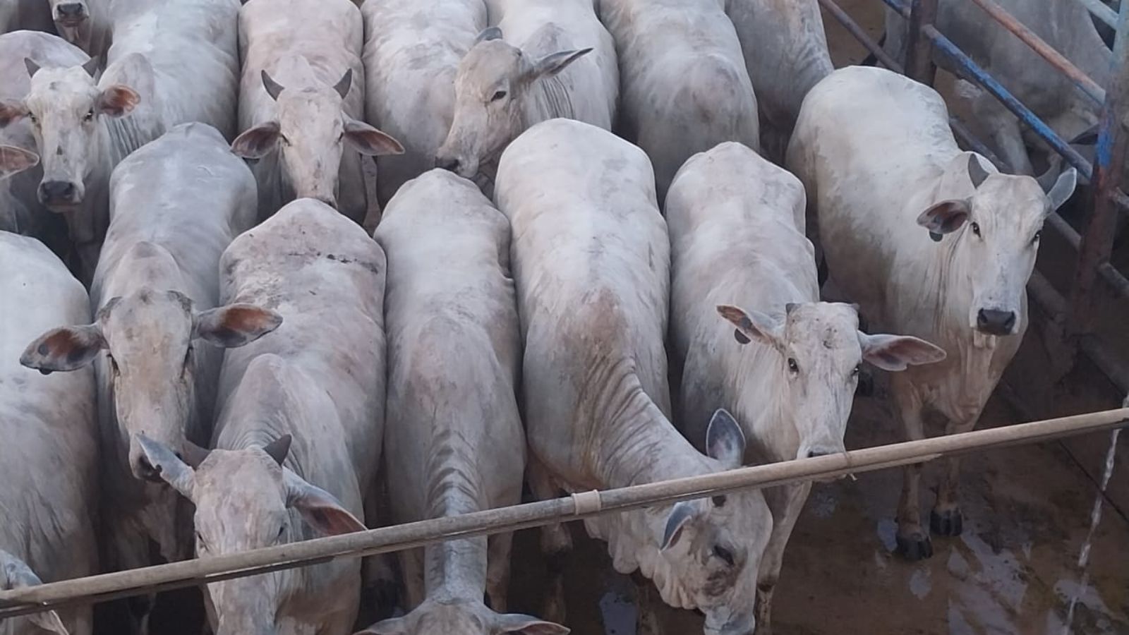 Novilhada Nelore parece até uma régua de tão padronizada! Gado chega a 16@ no Pará