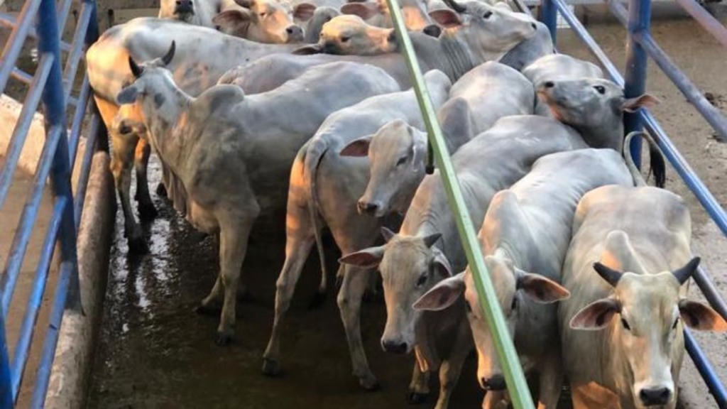 Novilhada de ouro é destaque pelo acabamento em Rondônia