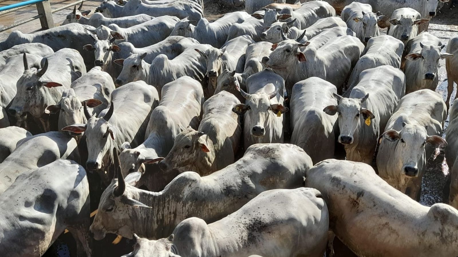 Não é de descarte, é vaca gorda mesmo. Confira o capricho de pecuarista na Bahia