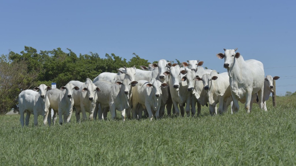 Lote de vacas com bezerros ao pé em área de pasto. Foto: JMMatos