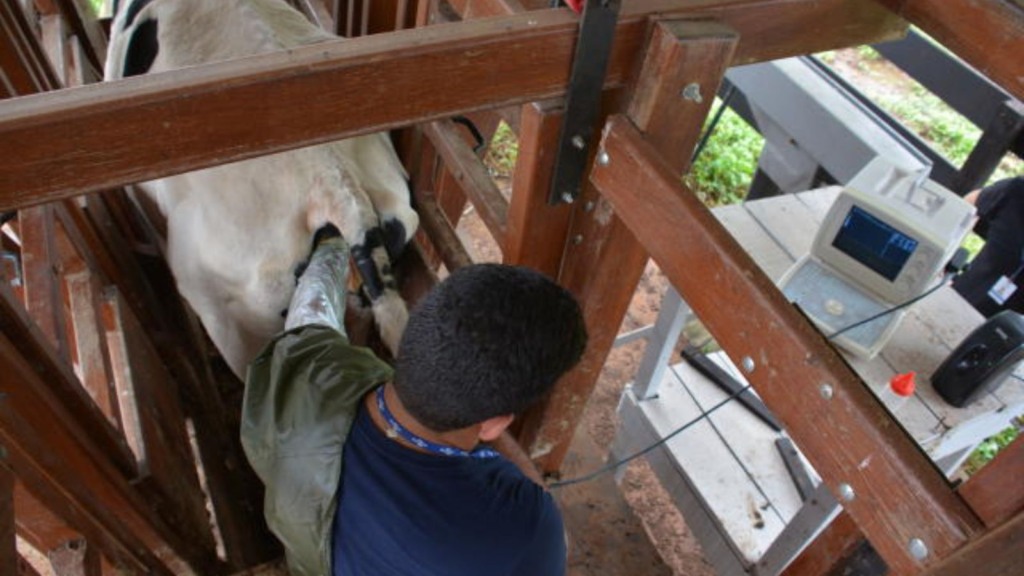 Procedimento de exame de IATF em vacas no curral. Foto: Divulgação/Embrapa