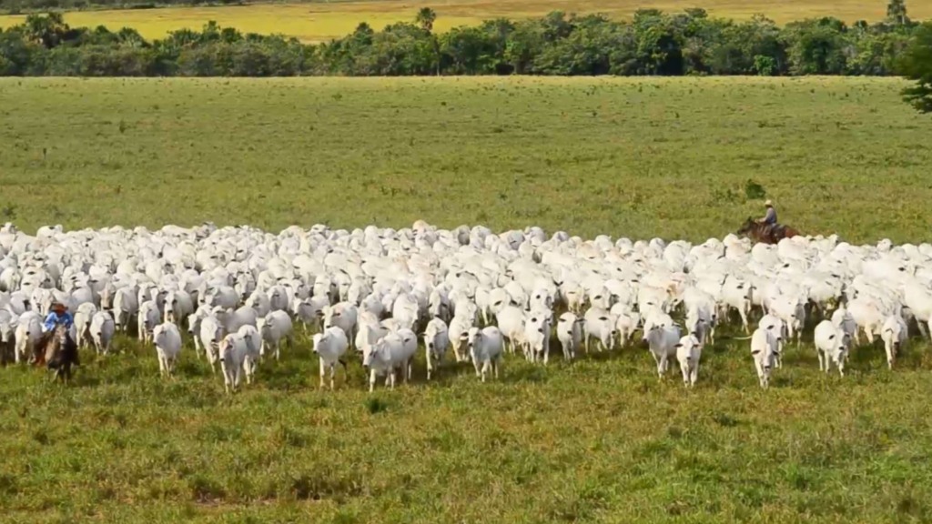 Saúde única: saiba como este conceito pode elevar o nível de prenhez na fazenda