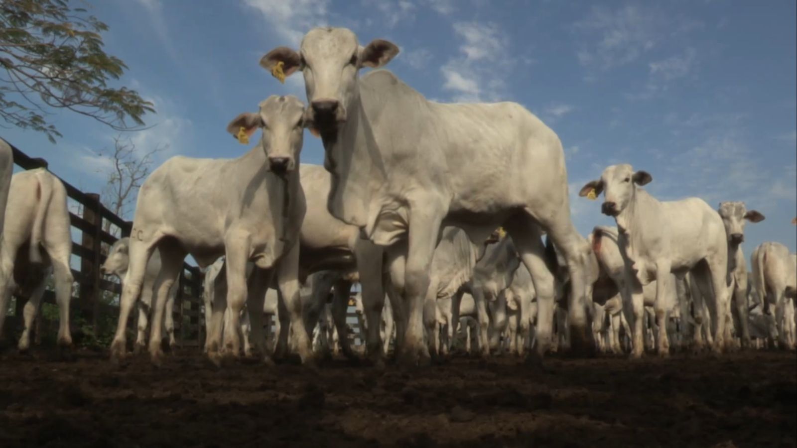 Vermes causam perdas de até 30% na produção de carne. Saiba como livrar-se do prejuízo