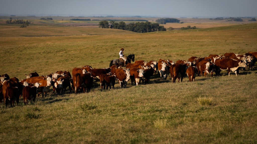 Rebanho de bovinos Hereford em área de pasto. Foto: Divulgação