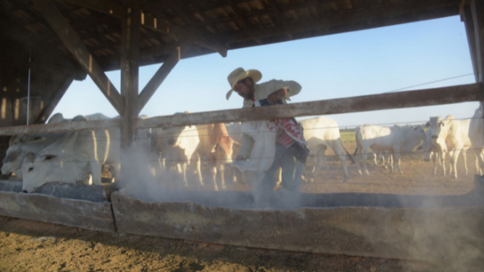 Sal proteinado ou proteico energético: qual o melhor para vacas prenhes na seca?