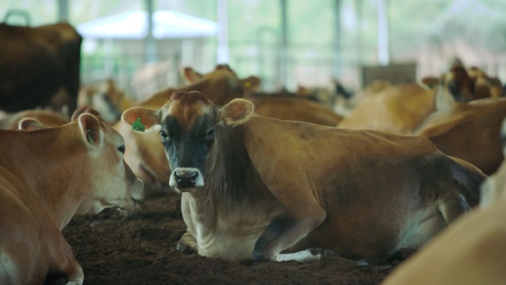 Rebanho de vacas Jersey em área de compost barn. Foto: Reprodução