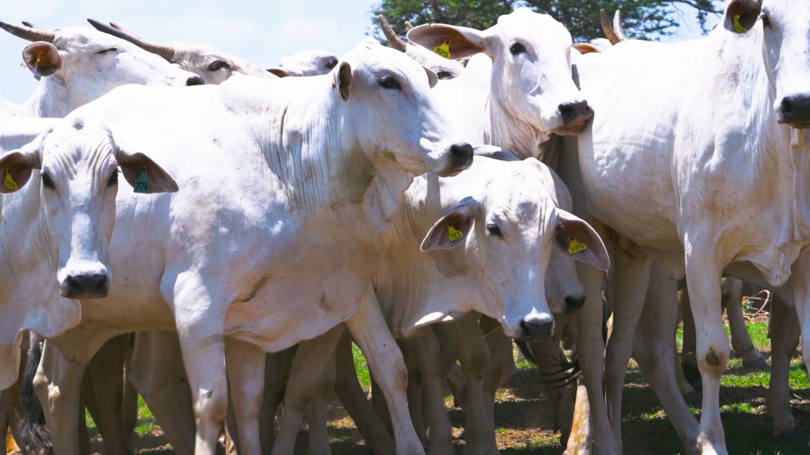 Goiano, 3ª geração de pecuaristas, revela como consegue 80% de taxa de prenhez na fazenda