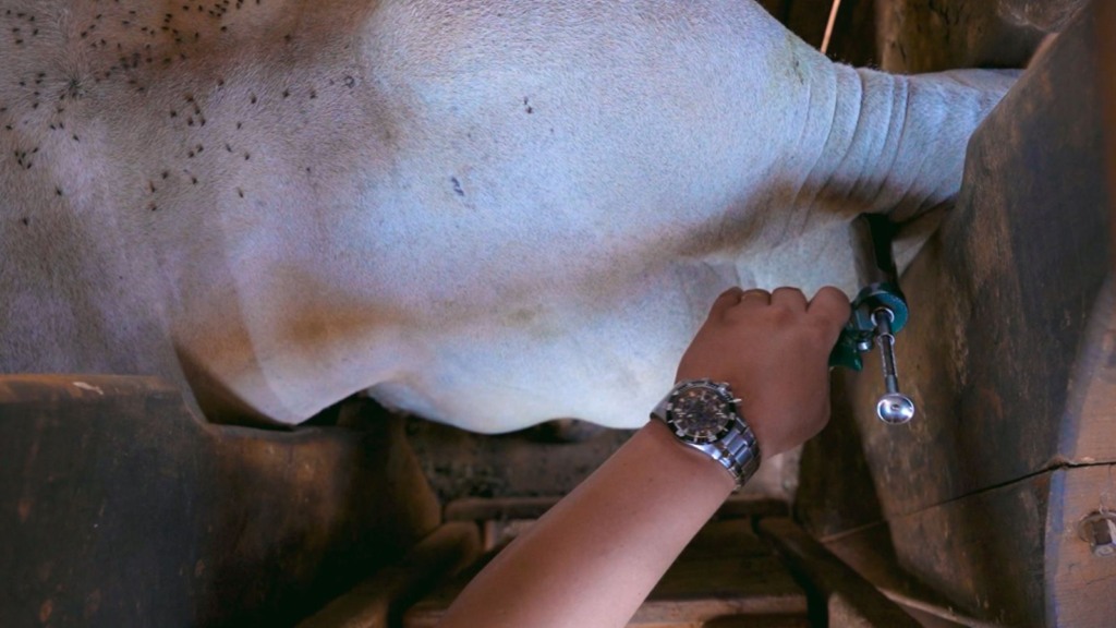 Vacinação do gado. Foto: Giro do Boi