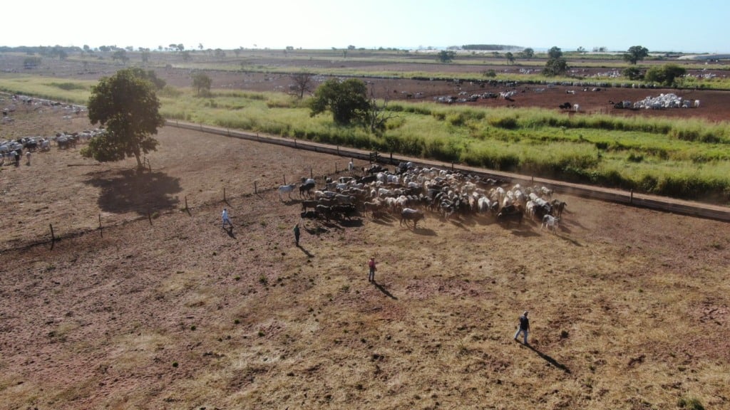 Manejo racional: conheça as práticas que aumentam a produtividade na fazenda