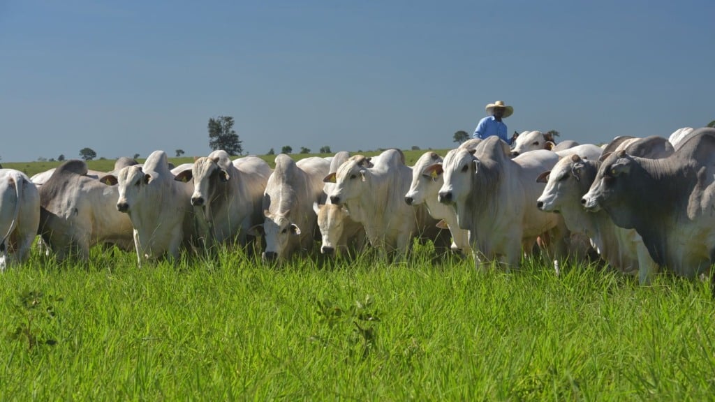 Adubação de pasto: qual o nível de fósforo ideal para uma boa produção de capim?