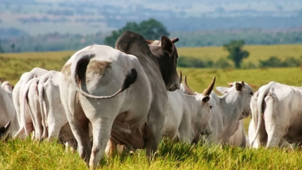 Touro cobrindo vacas durante a estação de monta na fazenda. Foto: Divulgação