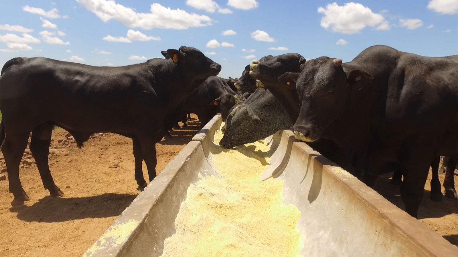 Especialistas revelam estratégias para uma produção sustentável de boi e com menor impacto ambiental