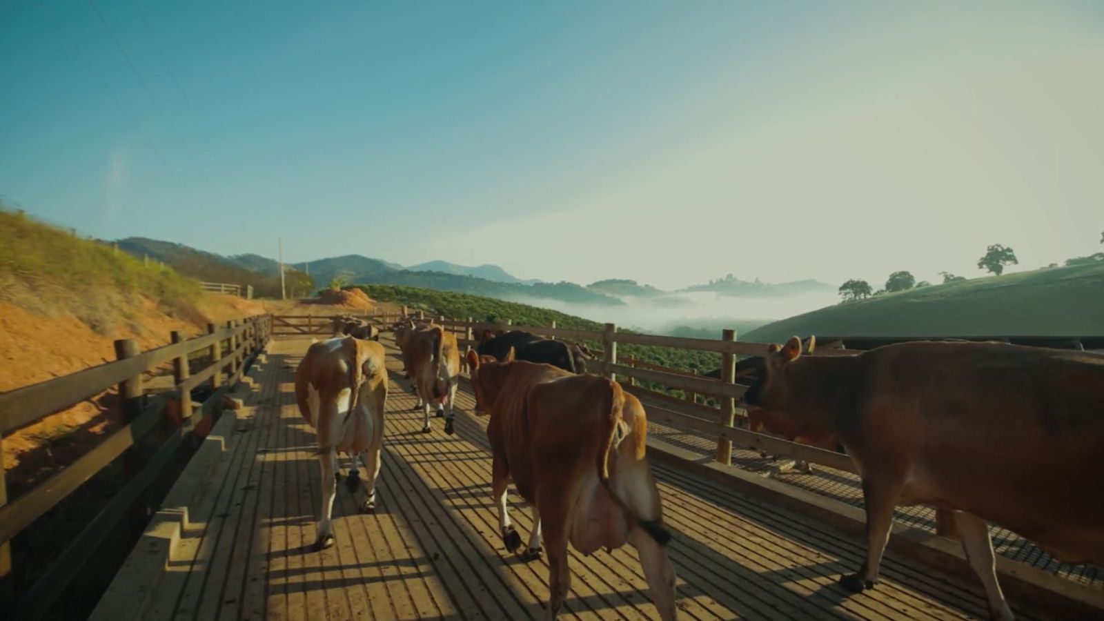 Gado Jersey: qual raça de touro para cruzar e garantir uma boa genética leiteira?