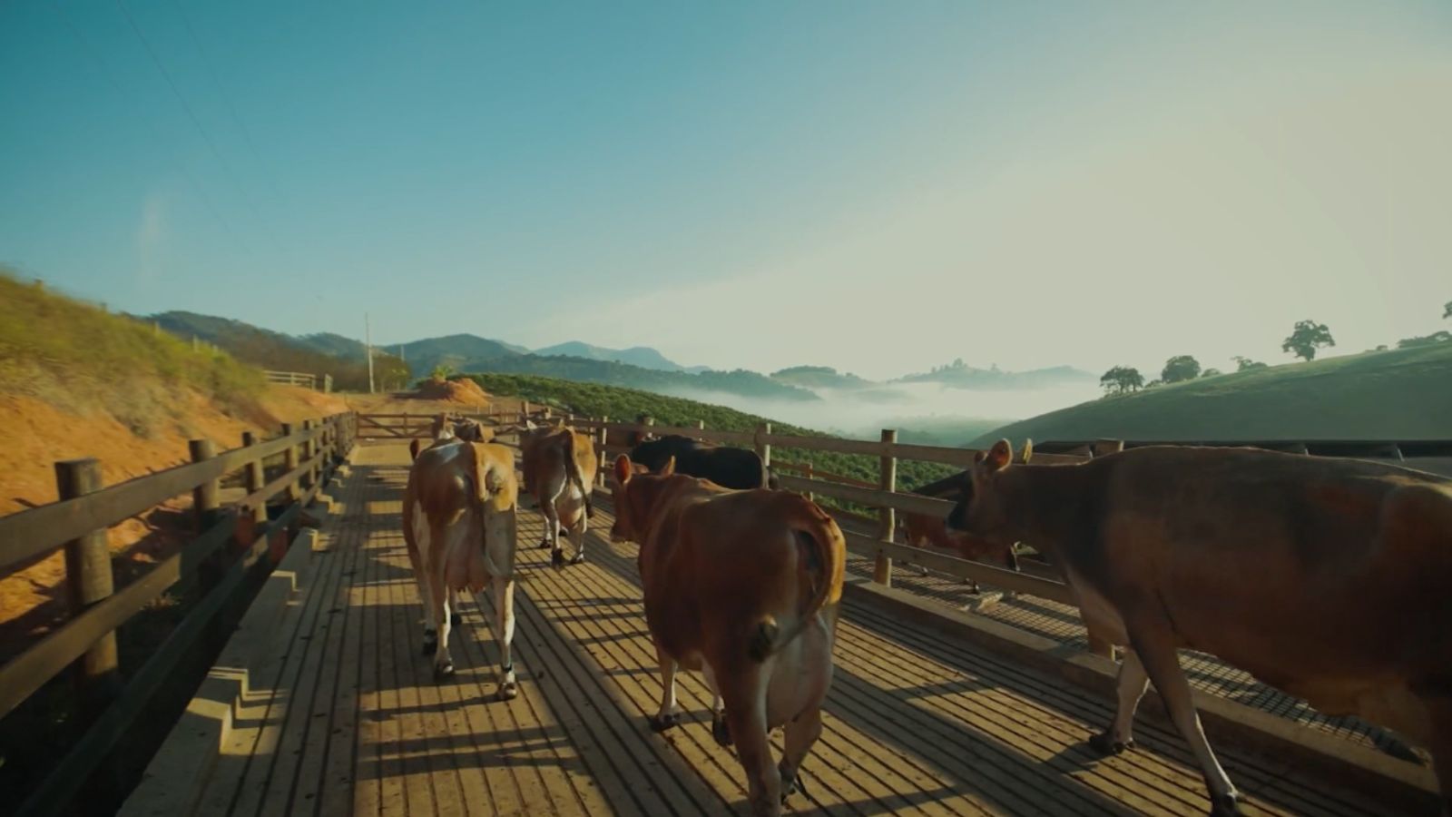 Gado Jersey é uma boa opção para dar início a uma produção leiteira no Nordeste?