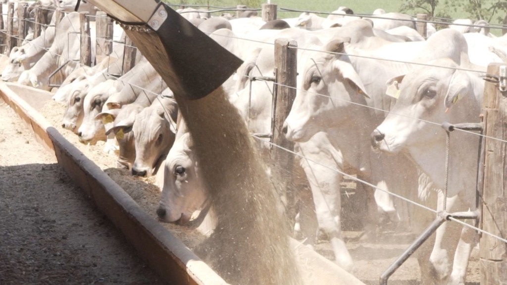 Distribuição de ração no cocho para a alimentação de bovinos em confinamento. Foto: Reprodução