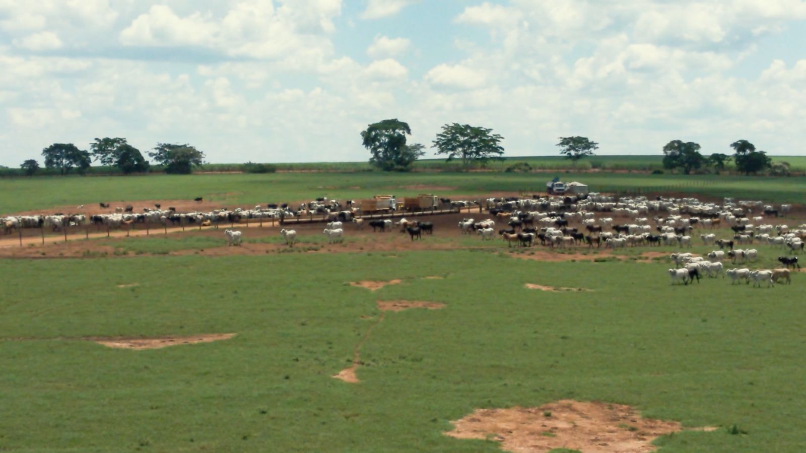 Segredo por trás do enorme sucesso do maior confinamento de bovinos do Brasil está na recria