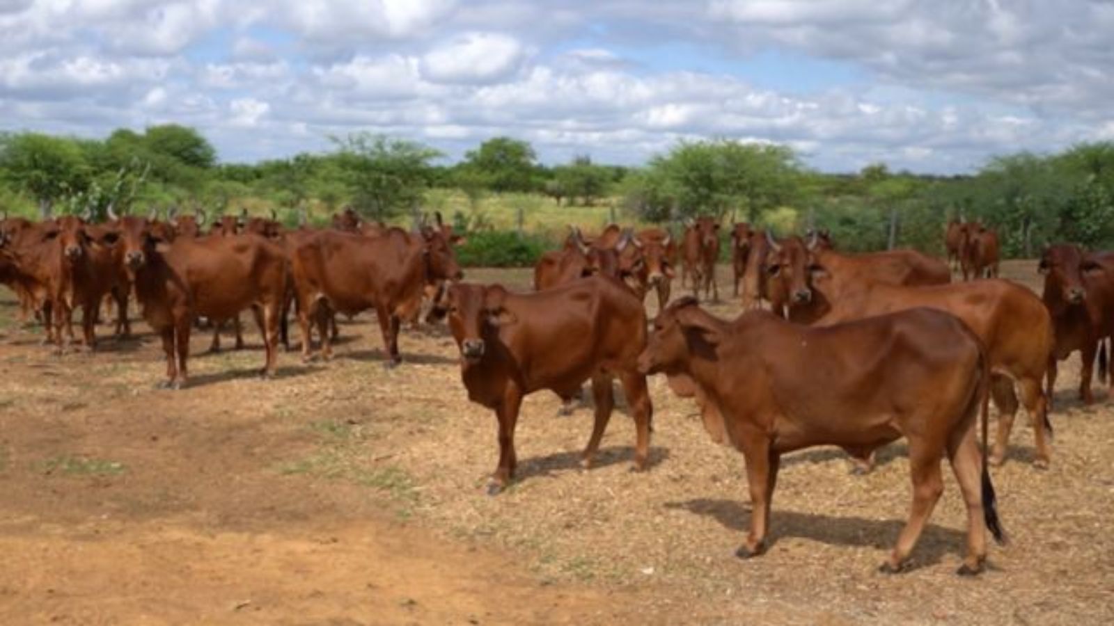 Sindi: pesquisa garante mais rusticidade para cruzamentos que garantem mais carne e leite